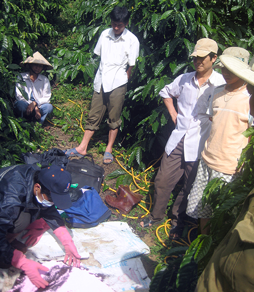 Phục hồi vườn cà phê bằng Thuốc điều hòa sinh trưởng RIC 10WP