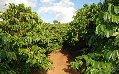 Tạo rễ mới cho cây cà phê già