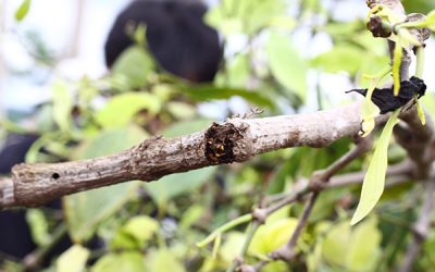 Giới thiệu sản phẩm Thuốc điều hòa sinh trưởng RIC 10WP Hồ Tiêu tại diễn đàn phát triển hồ tiêu bền vững tổ chức ở Chư Sê, Gia Lai