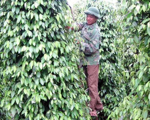 SX hồ tiêu bền vững: Th­ay đổi từ những điều nhỏ nhất