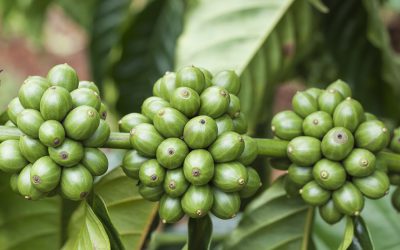 Trẻ hóa vườn cà phê bằng thuốc điều hòa sinh trưởng RIC 10WP