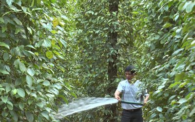 10 nguyên tắc bón phân hợp lý