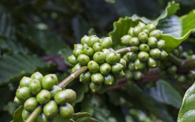 Chẩn đoán đất để bón phân trên đất Tây Nguyên