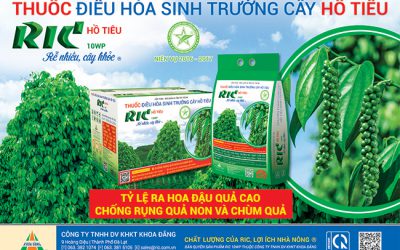 Sản phẩm cứu cánh cho những vườn tiêu bị nhiễm bệnh, giúp tăng năng suất và chất lượng sản phẩm hồ tiêu