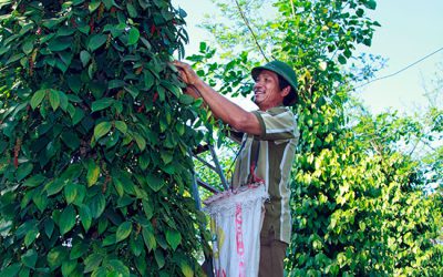 Lâm Đồng: Trồng tiêu hữu cơ bền vững cho thu nhập cao