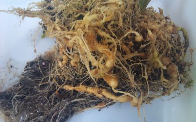 Nan giải vấn đề tuyến trùng: Nguyên nhân và hướng giải quyết