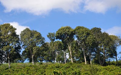 Tương lai đẹp cho một nông thôn đẹp