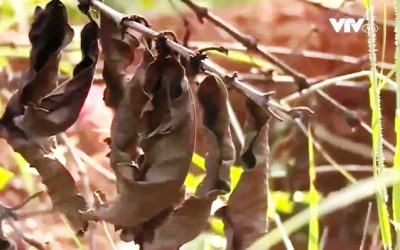 Việt Nam thiệt hại gần 60.000 tỷ đồng/năm vì phân bón giả