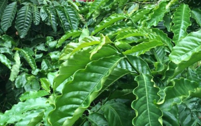 PHỤC HỒI VƯỜN CÀ PHÊ SAU THU HOẠCH VÀ RA HOA ĐẬU QUẢ ĐỒNG LOẠT