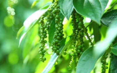 Giới Thiệu Một Số Phương Pháp Cải Tiến Kỹ Thuật Trong Thực Hành Sản Xuất Tốt Hồ Tiêu (GAP)