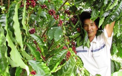 Xử lý hiện tượng vàng lá cà phê Lâm Đồng