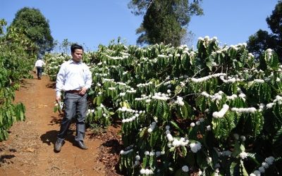 Tây Nguyên “đau đầu” vì cà phê bung hoa lúc đang thu hoạch