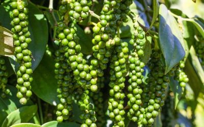 Chăm sóc hồ tiêu mùa khô đúng cách