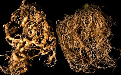 Phòng bệnh Tuyến Trùng gây hại và chăm sóc cây Hồ Tiêu đầu mùa mưa